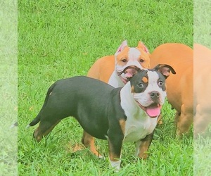 American Bully Puppy for sale in SPANISH LAKE, MO, USA