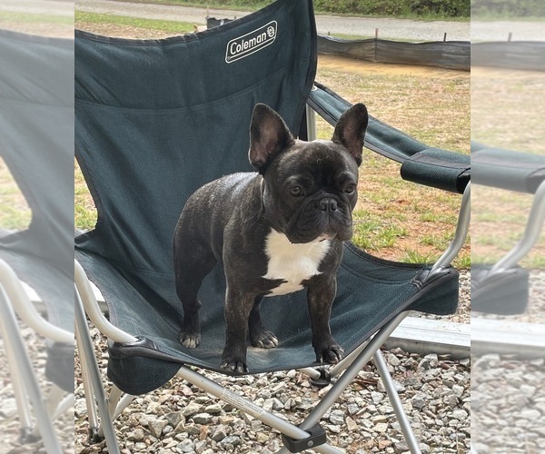 Medium Photo #1 French Bulldog Puppy For Sale in WALKERTOWN, NC, USA