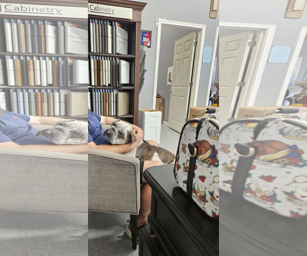 Medium Photo #9 Bulldog-Unknown Mix Puppy For Sale in Rosenberg, TX, USA