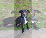 Small #1 Labrador Retriever Mix
