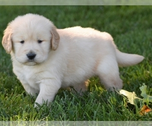 Golden Retriever Puppy for sale in PHILADELPHIA, PA, USA
