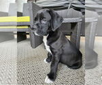 Small #2 Boxador