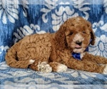 Small Photo #4 Poodle (Standard) Puppy For Sale in LANCASTER, PA, USA