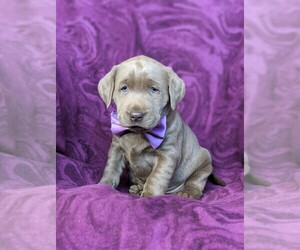 Labrador Retriever Puppy for sale in KIRKWOOD, PA, USA