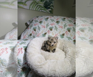 Pomeranian Puppy for sale in COOKEVILLE, TN, USA