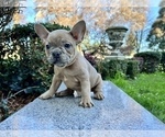 Small #128 French Bulldog