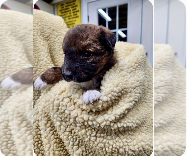 Medium Photo #2 Mutt Puppy For Sale in Mooresville, NC, USA