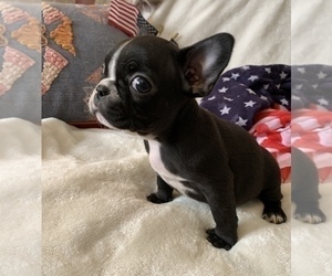 French Bulldog Puppy for sale in JOHNS ISLAND, SC, USA