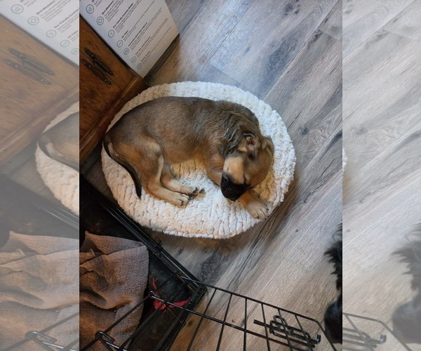Medium Photo #2 German Shepherd Dog-Unknown Mix Puppy For Sale in Hinton, WV, USA