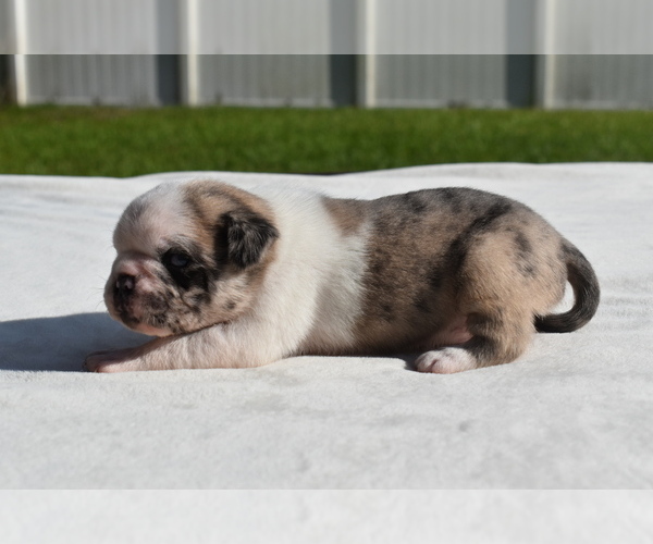 Medium Photo #4 Pug Puppy For Sale in PALM COAST, FL, USA