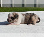 Small #3 Pug