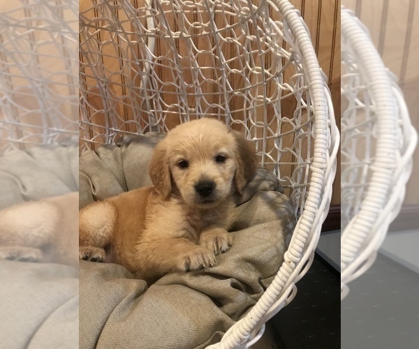 Medium Photo #2 Golden Retriever Puppy For Sale in STOKESDALE, NC, USA