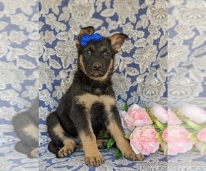 German Shepherd Dog Puppy for sale in KIRKWOOD, PA, USA