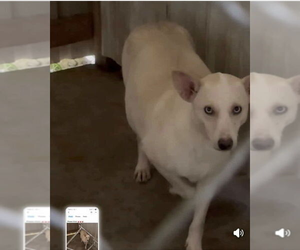 Medium Photo #2 Mutt Puppy For Sale in Aurora, IN, USA