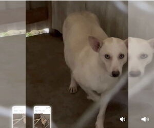 Sky - Female Mutt Dog for Adoption - Photo #2