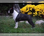 Small Photo #1 Boston Terrier Puppy For Sale in CHICAGO, IL, USA