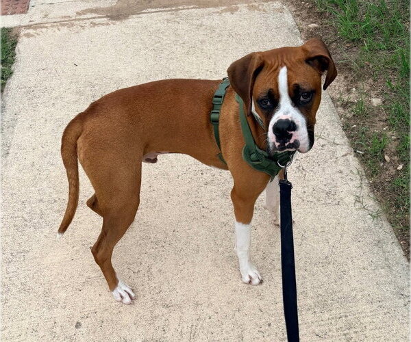 Medium Photo #2 Boxer Puppy For Sale in Austin, TX, USA