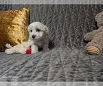 Small Photo #12 Maltese Puppy For Sale in OCALA, FL, USA