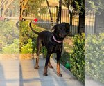 Small Photo #3 Doberman Pinscher-Labrador Retriever Mix Puppy For Sale in Dallas, TX, USA