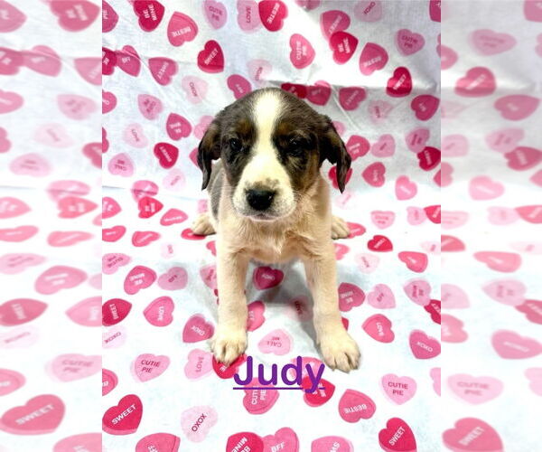 Medium Photo #2 Mutt Puppy For Sale in Mooresville, NC, USA