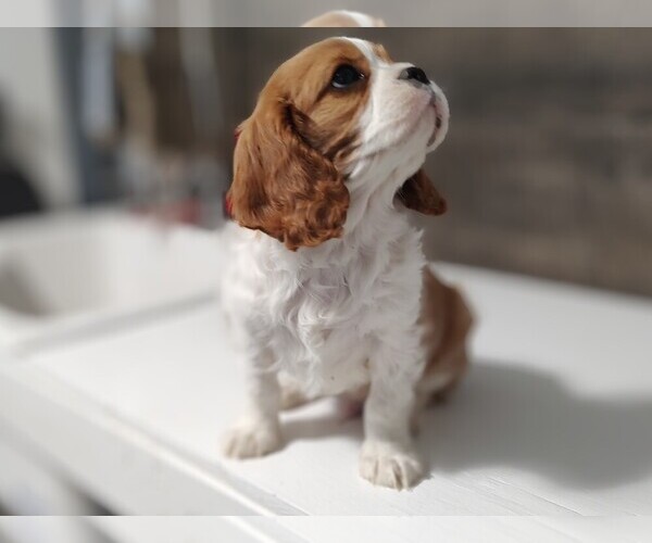Medium Photo #2 Cavalier King Charles Spaniel Puppy For Sale in CLARK, MO, USA