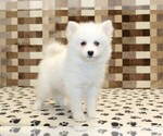 Small #1 Pomsky