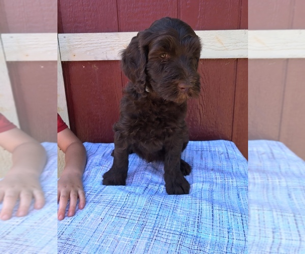 Medium Photo #13 Labradoodle Puppy For Sale in WESTMINSTER, SC, USA