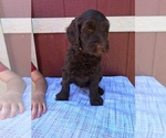 Small Photo #13 Labradoodle Puppy For Sale in WESTMINSTER, SC, USA