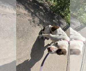 American Pit Bull Terrier-Unknown Mix Dogs for adoption in Waco, TX, USA