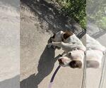Small American Pit Bull Terrier Mix