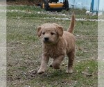 Small Photo #14 Labradoodle Puppy For Sale in ANACONDA, MT, USA