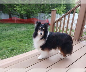Mutt Dogs for adoption in Columbus, OH, USA