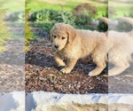Small Photo #2 Goldendoodle Puppy For Sale in CORRYTON, TN, USA