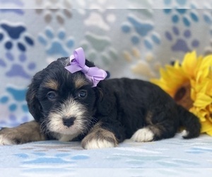 Bernedoodle (Miniature) Puppy for sale in LANCASTER, PA, USA