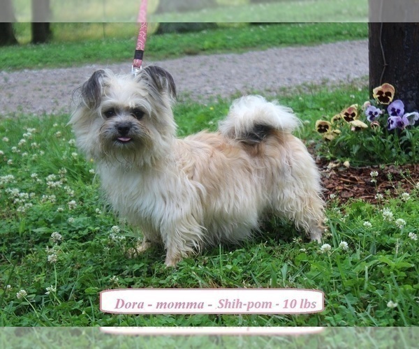 Medium Photo #1 Shih-Poo Puppy For Sale in CLARKRANGE, TN, USA