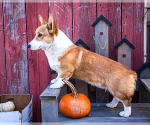 Pembroke Welsh Corgi Puppy for sale in WAKARUSA, IN, USA