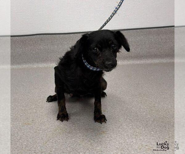 Medium Photo #3 Doxiepoo (Miniature) Puppy For Sale in Washington, DC, USA