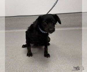 Ohana - Female Doxiepoo (Miniature) Dog for Adoption - Photo #3