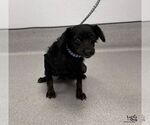 Small Photo #3 Doxiepoo (Miniature) Puppy For Sale in Washington, DC, USA