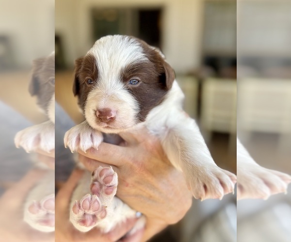 Medium Photo #1 Border Collie Puppy For Sale in MARYVILLE, TN, USA