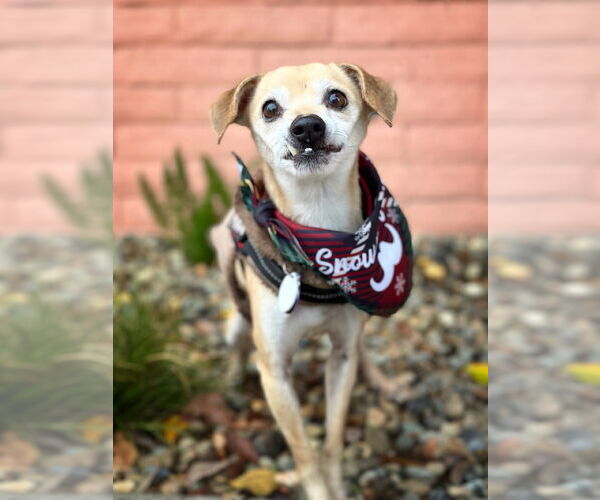 Medium Photo #8 Chihuahua Puppy For Sale in Pittsburg, CA, USA