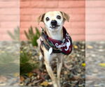 Small #7 Chihuahua