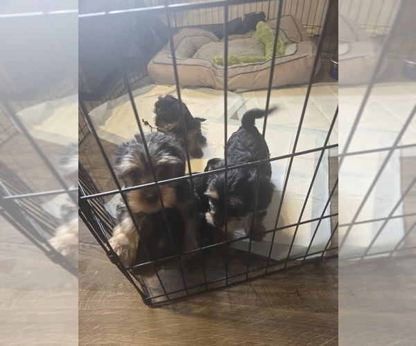Medium Photo #8 Yorkshire Terrier Puppy For Sale in NORTHGLENN, CO, USA