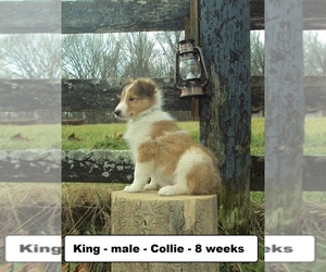 Collie Puppy for sale in CLARKRANGE, TN, USA