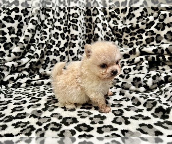 Medium Photo #1 Pomeranian Puppy For Sale in HAYWARD, CA, USA