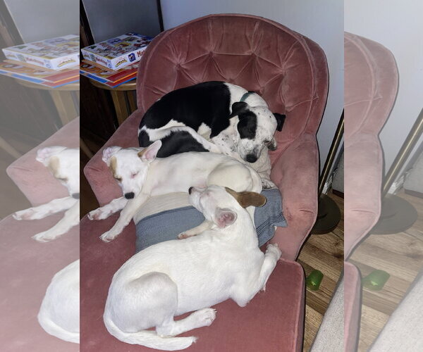 Medium Photo #6 Australian Shepherd-Catahoula Leopard Dog Mix Puppy For Sale in Sandy, UT, USA
