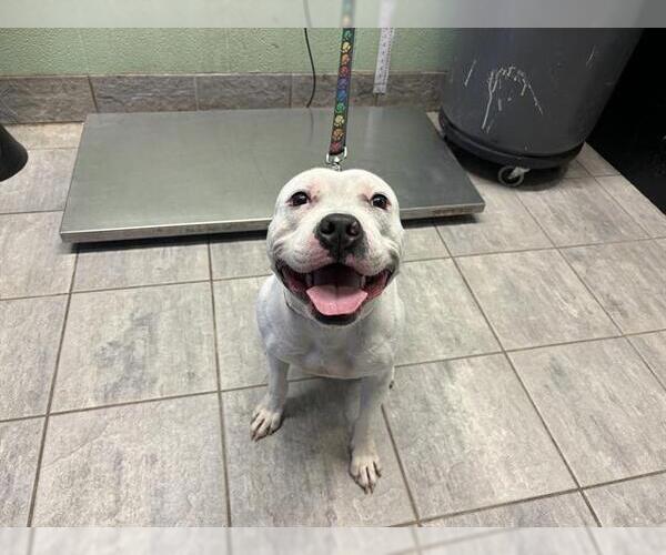 Medium Photo #1 American Staffordshire Terrier Puppy For Sale in Grand Prairie, TX, USA