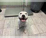 Small American Staffordshire Terrier