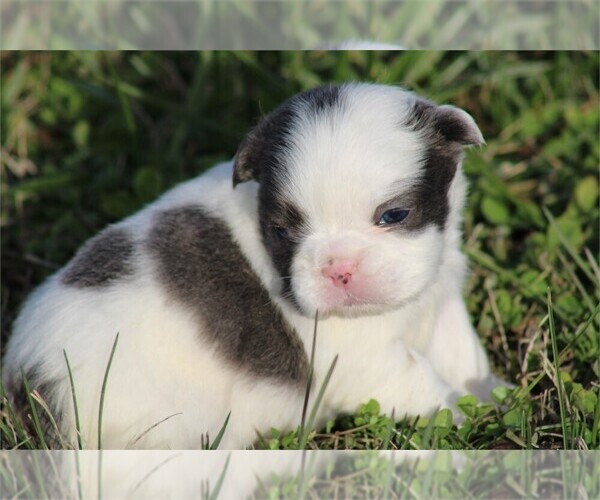 Medium Photo #2 French Bulldog Puppy For Sale in MIAMI, FL, USA