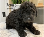 Small Photo #1 Schnoodle (Miniature) Puppy For Sale in LARCHWOOD, IA, USA